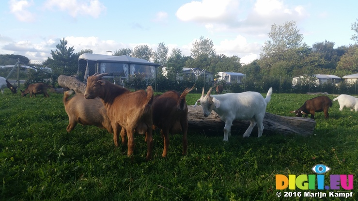 20160901_183803 Goats on campsite